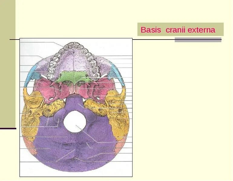 Basis род. Basis cranii externa.