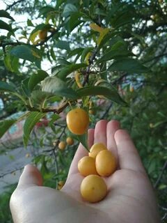 Сколько лет алычу