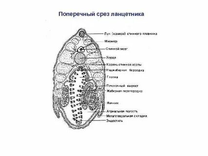 Каким номером на рисунке поперечного среза ланцетника