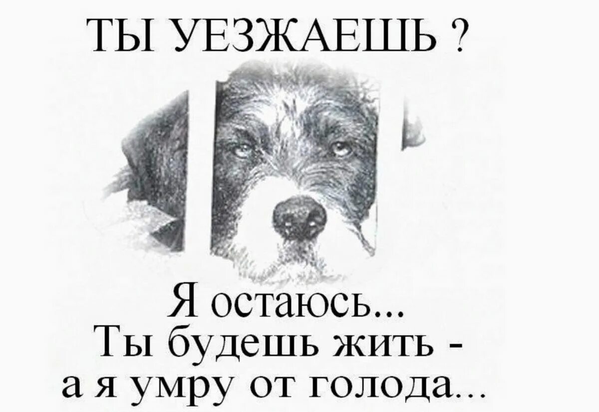 Доброго друга не бросают. Плакат не бросайте животных. Не бросайте животных. Не бросайте животных на дачах. Листовка не бросайте животных.