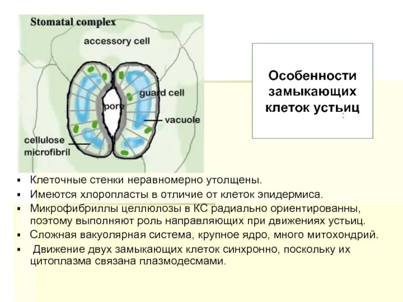 Замыкающие клетки функции. Функции хлоропластов клеток устьиц. замыкающие клетки устьица хлоропласты. особенности замыкающих клеток устьиц. функция хлоропластов в устьице.