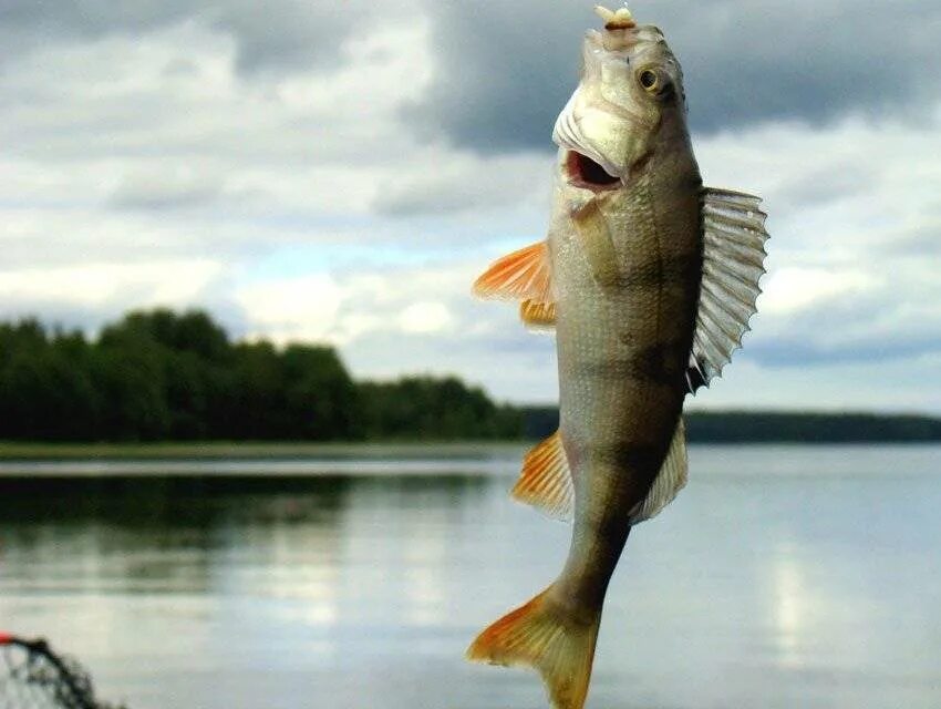 Какая рыба водится в реке оби. Рыбы Оби. Обь рыба. Рыба в Иртыше. Рыбы реки Обь.