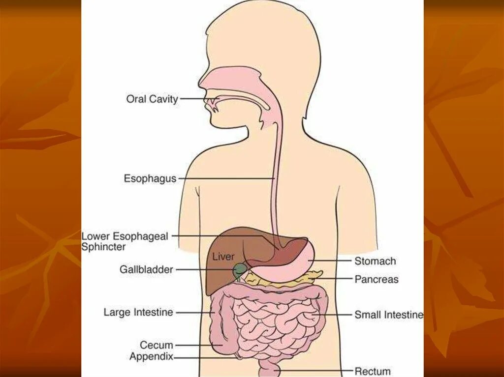 Анатомо физиологическое строение жкт. Отделы жкт у детей. Отделы жкт у детей. Особенности строения желудка у детей. Особенности пищеварительной системы у детей.