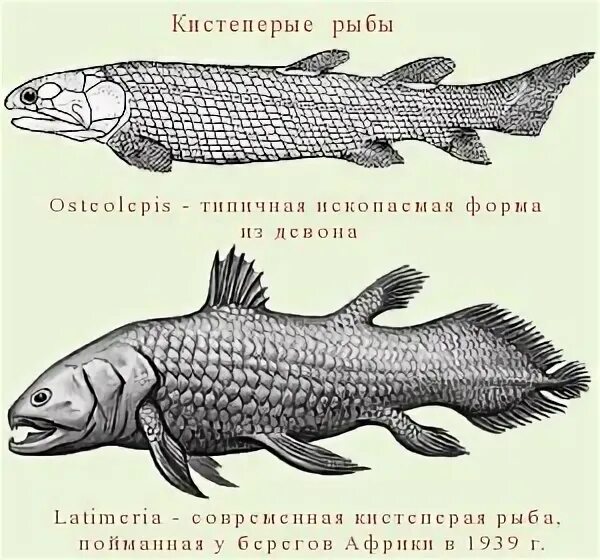 Почему кистеперые рыбы. Кистеперая рыба Латимерия. Кистеперые рыбы переходная форма между. Кистеперая рыба Латимерия строение. Кистеперые рыбы Эра.