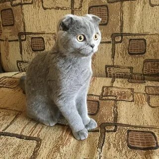 Британская вислоухая короткошерстная кошка
