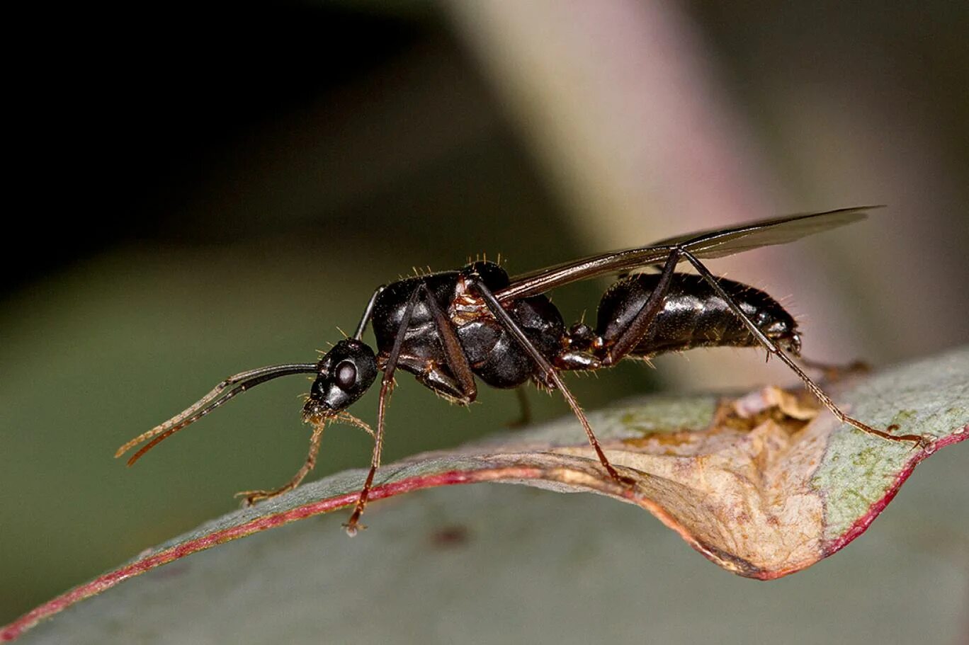 Томкат муравей. Муравьи термиты алаты. Крылатые муравьи термиты. Летающие муравьи. Крылатых муравьев