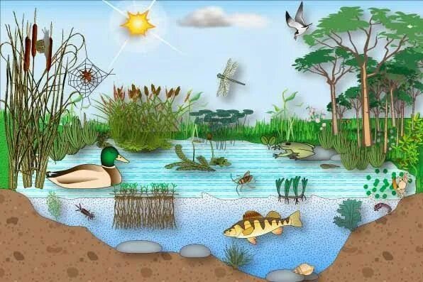 Моделирование экосистемы водоем. Экосистема водоема для дошкольников. Эосистема ВОДОЕМАДЛЯ детей. Модель экосистемы пруда.