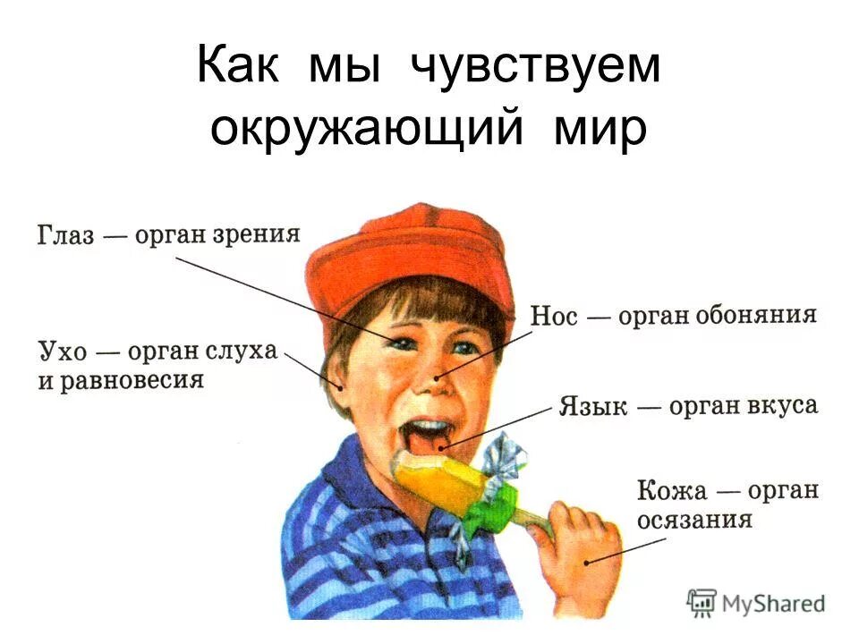 Обоняние и вкус. Повышенная потливость. Потеря вкуса и запаха. Органы чувств обоняние. Чувствуете свободой пахнет.