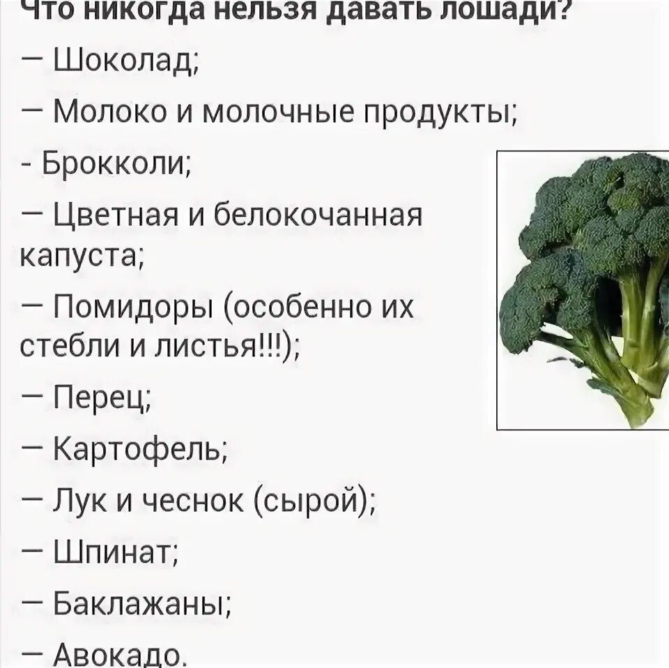 Что можно есть лошадям. Кормление лошадей. Лошадь кушает. Кормление лошадей. Чем можно кормить лошадей.