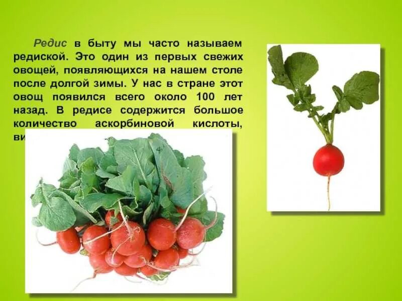Редис сообщение. Редиска с описанием для детей. редис витамины. сообщение о редиске. сообщение о редисе.