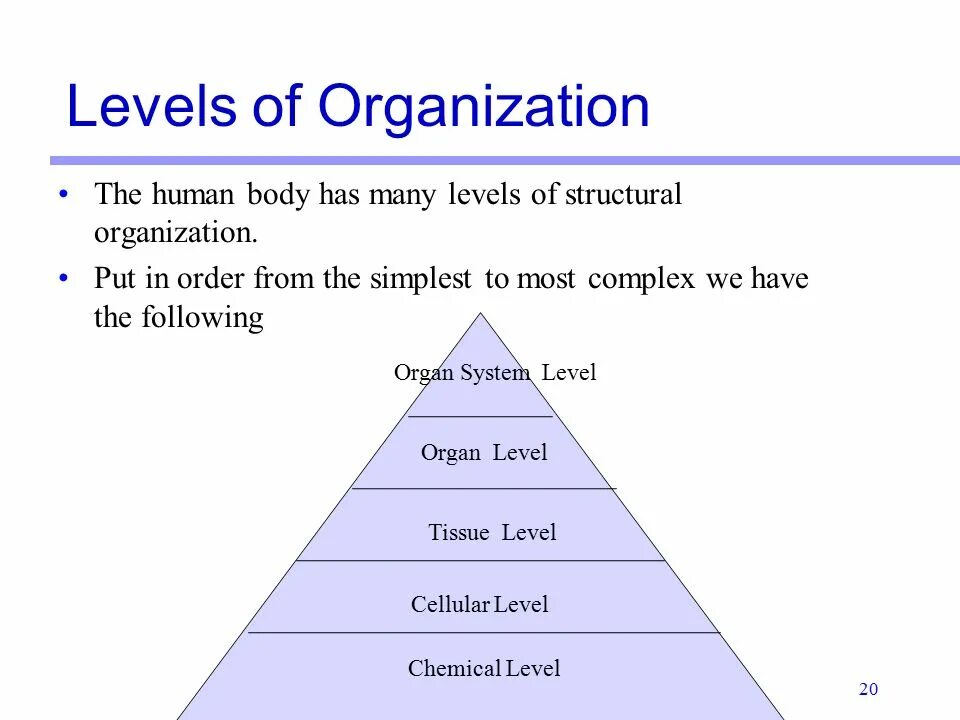 Organizational levels. Ирис маслоу драматик. Принцип pay forward. Many levels. Many levels.