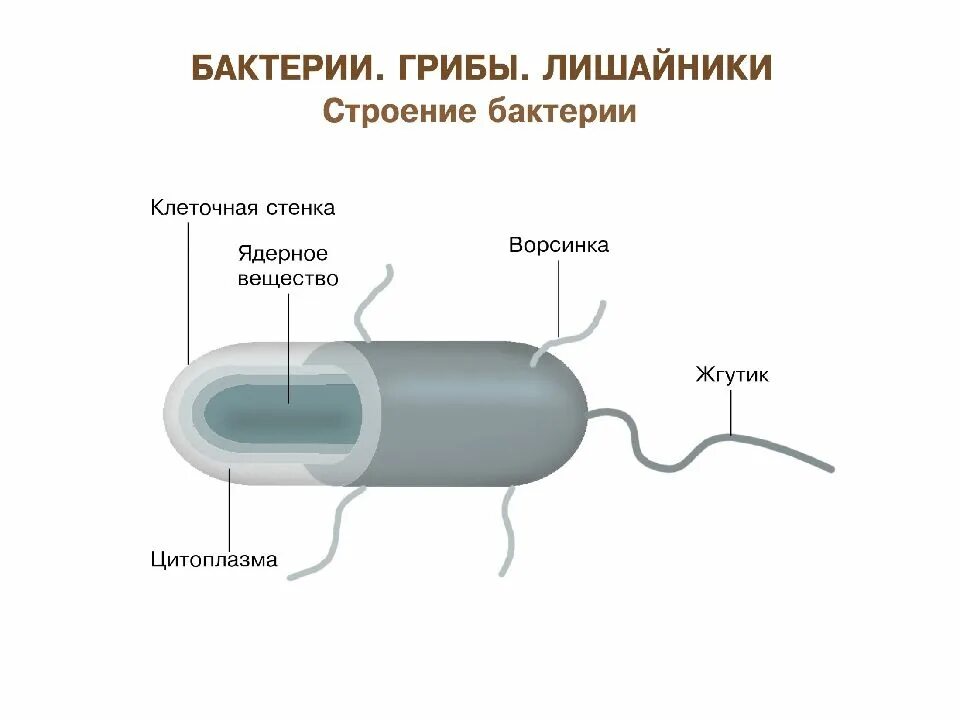 Внешнее и внутреннее строение бактерий. Царство бактерии строение. Строение бактерии 5 класс. Строение микроба. Бактерия строение функции