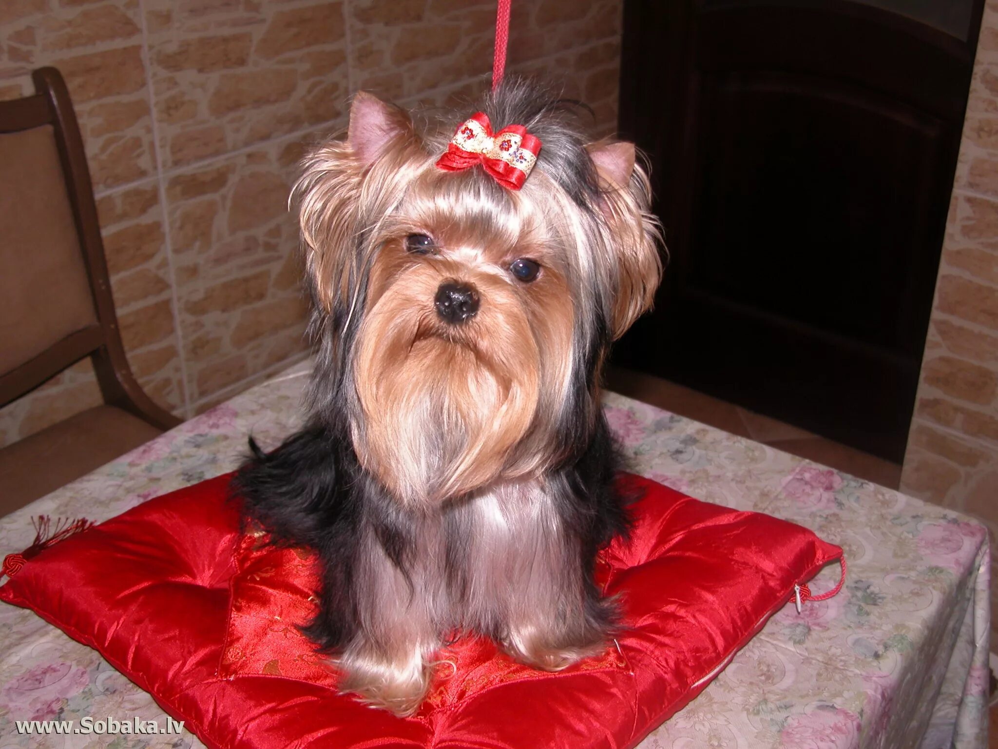 Йорк 3 года. Йорк терьер 4 месяца. Екширский терьер стандар. Йорк терьер 2 месяца. Йорк терьер 3 месяца.