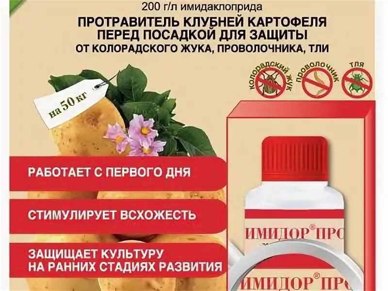 Чем обработать картофель от фитофторы перед посадкой. Обработка клубней картофеля от колорадского жука. Обработка картофеля перед посадкой от колорадского жука. Обработка клубней перед посадкой от колорадского жука. Протравливание клубней картофеля перед посадкой.