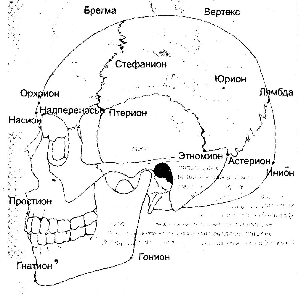 Свод точка. Основные антропометрические точки черепа. Точки черепа человека краниометрия. Краниометрические ориентиры черепа. Краниометрические точки на черепе.