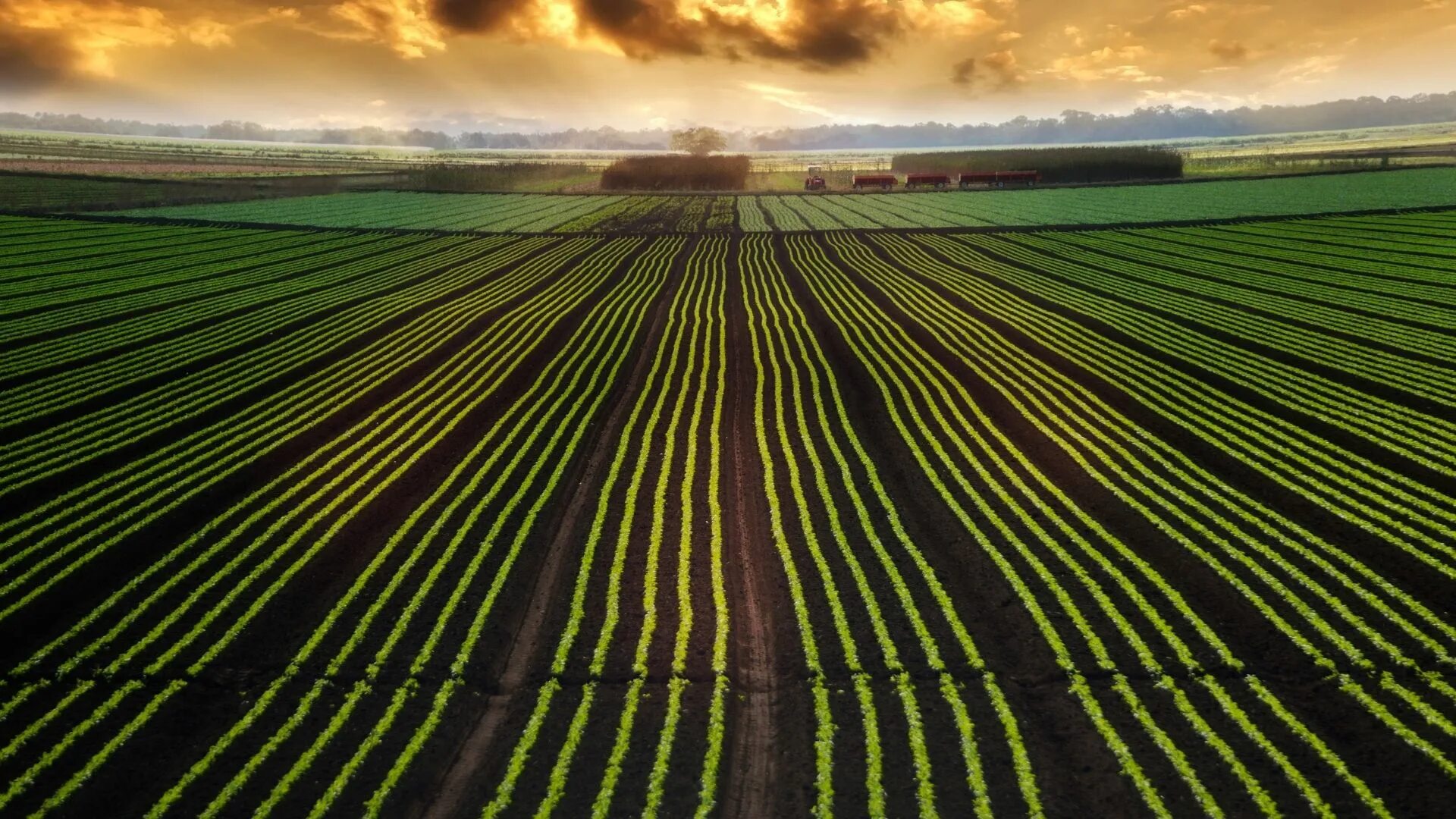 Посевные площади. Плодосемянное производство. Пашня черная. Консервация пашни это. Много пашен.