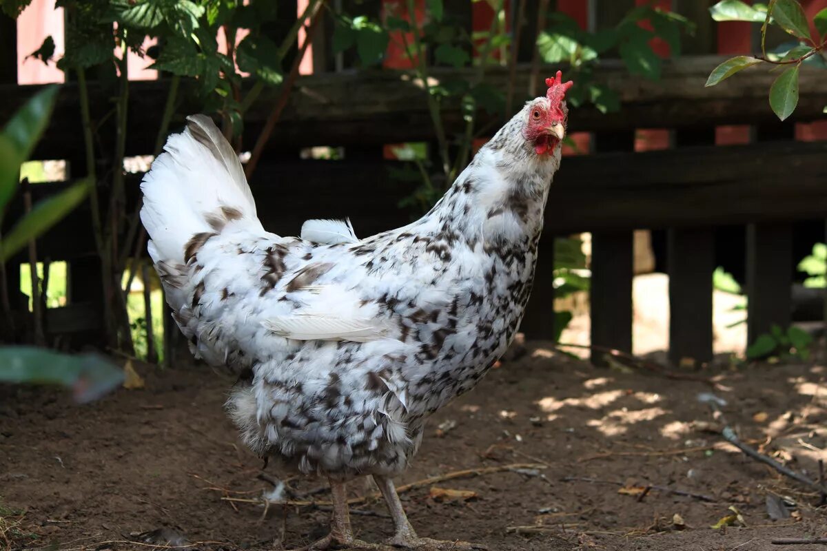 курочка ряба порода кур.