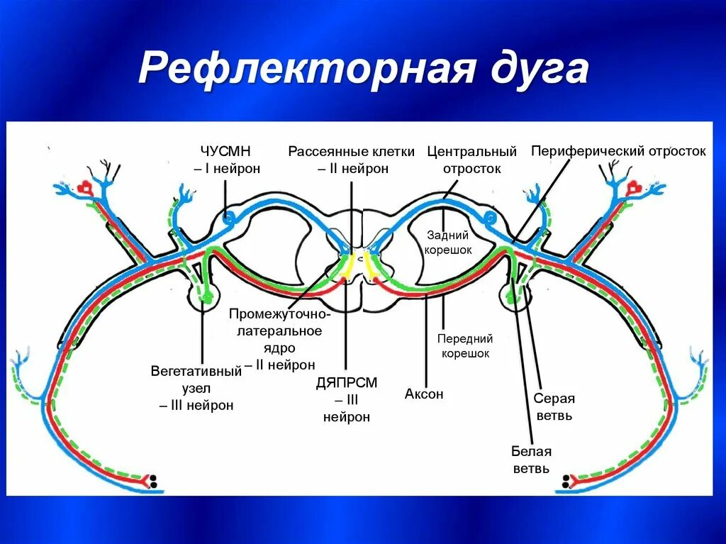 Строение рефлекторной дуги. Строение нейрона. 3 Нейронная рефлекторная дуга. Строение нейрона рефлекторная дуга. Строение рефлекторной дуги анатомия.