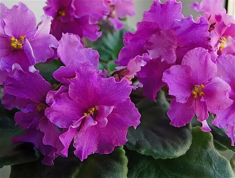 Фиалка персидская. Экзакум ромео. Сорта фиалок коршуновой с фото и описанием. Фиалка персидская. Фиалка персидская.