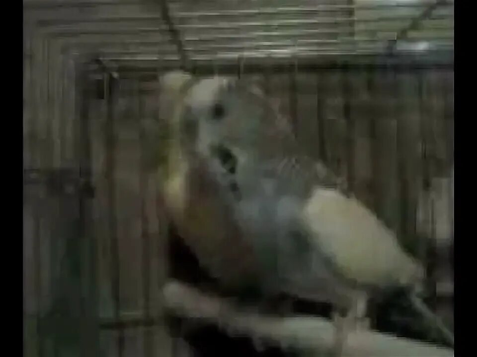 Попугай вася. Попугай корелла злой. Попуг шалун. Сбежавший попугай. Зеленый попугай балашиха.