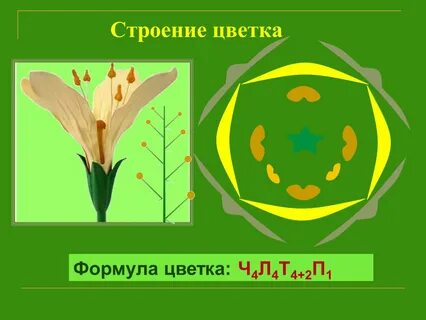 Ч4л4т6п1 формула цветка какого