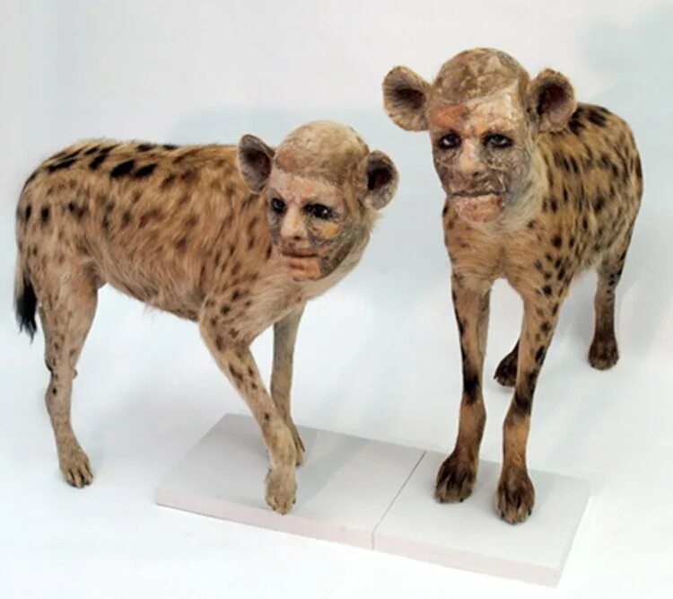 химера реальная. необычные гибриды животных. химера реальная. человекообразные химеры. химера монстр.