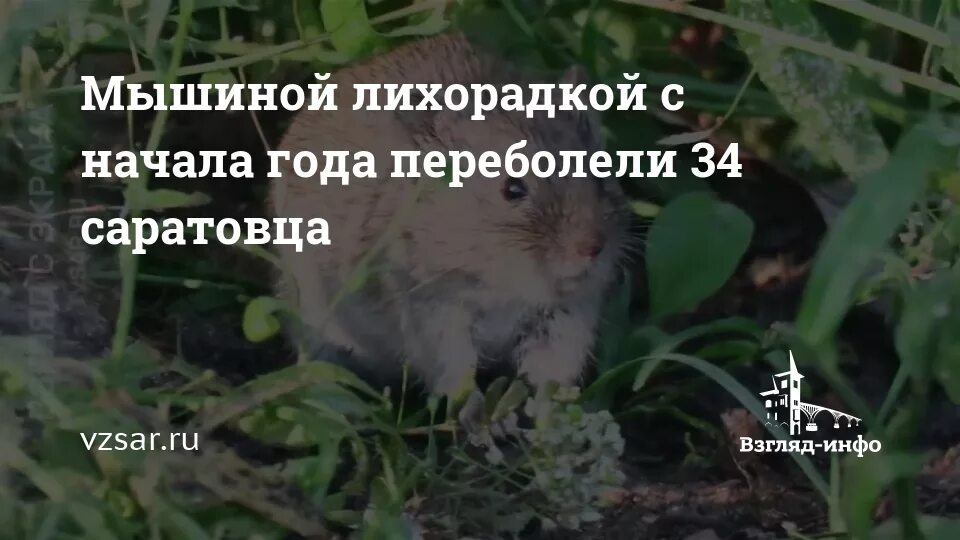 Мышиная лихорадка симптомы и лечение. Мышиная лихорадка симптомы и лечение