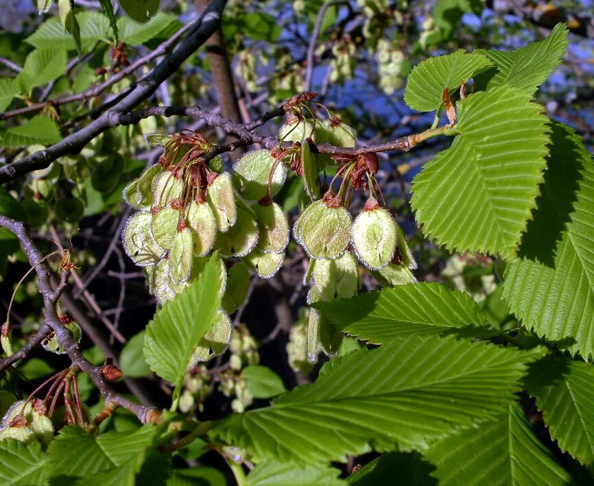 Карагач описание. Вяз гладкий (Ulmus laevis). Вяз обыкновенный, гладкий (Ulmus laevis). Вяз Ильм карагач. Вяз гладкий Ulmus laevis Pall..