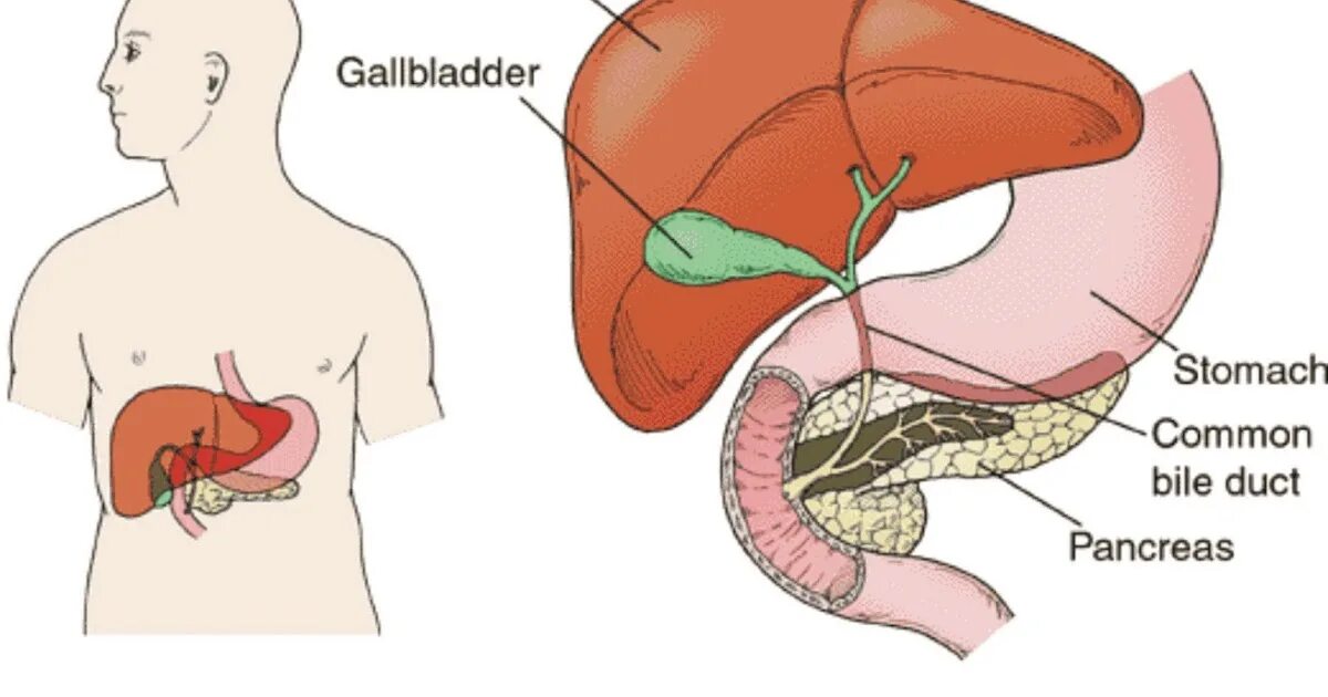 Работа печени и желчного. Строение желудка желчного пузыря и печени. Строение печени, двенадцатиперстной кишки и поджелудочной железы. Печень и поджелудочная железа анатомия строение. Печень желчный пузырь поджелудочная железа анатомия.