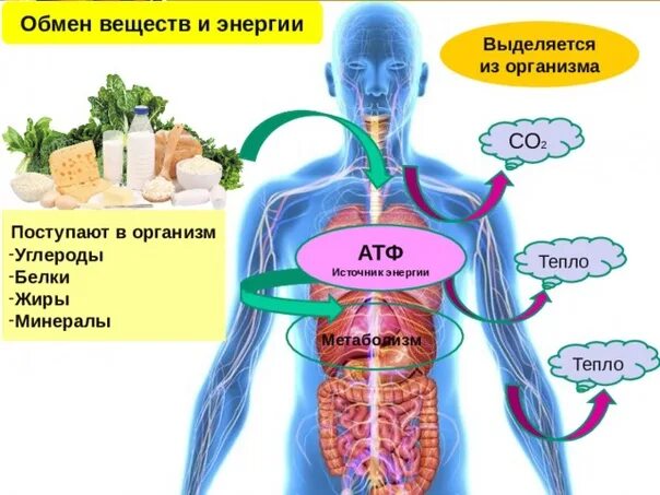 Образование энергии использование. Процессы обмена веществ в организме человека. Схема обмена веществ и энергии в организме человека. Органы обмена веществ у человека. Обмен веществ и энергии в организме человека. Основной обмен..