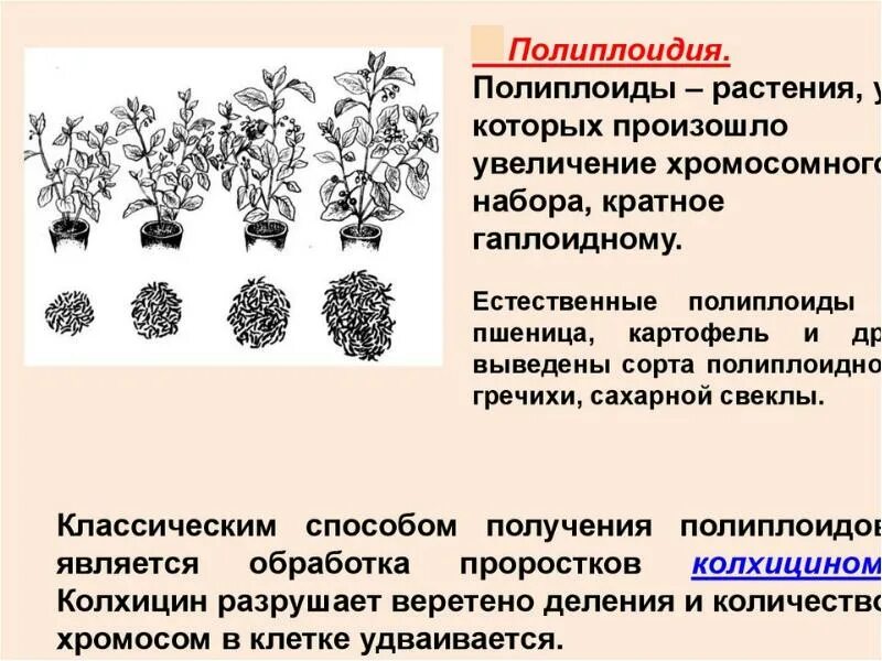 Полиплоидия вызывается. Полиплоидия методы получения полиплоидов. метод получения полиплоидов. полиплоидные растения. естественные полиплоиды животных.