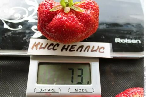 Клубника кисс неллис отзывы