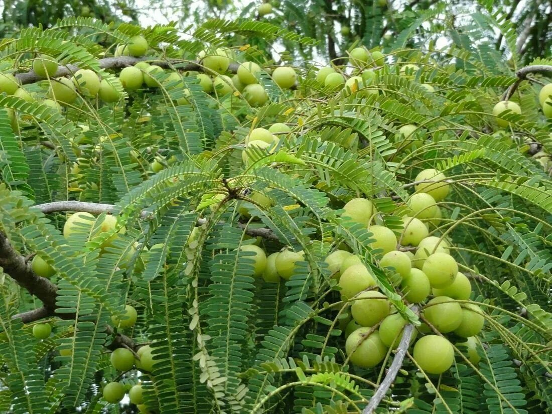 Phyllanthus Emblica. Emblica officinalis. Амла дерево. Индийский крыжовник Амла. Индийский крыжовник