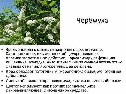 Вяжущие растения