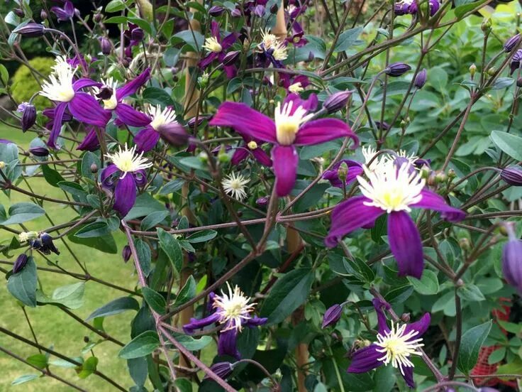 Clematis x aromatica Suttons
