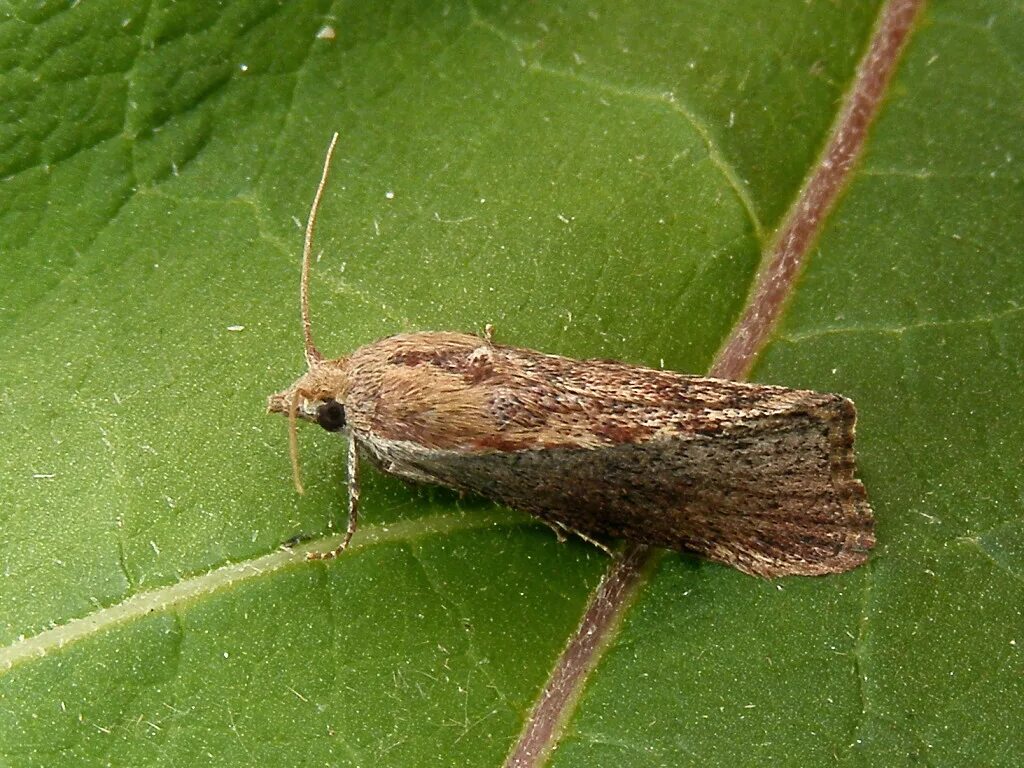 Восковая огневка Galleria mellonella. Восковая моль Galleria mellonella. Galleria mellonella личинка. Огневка насекомое.