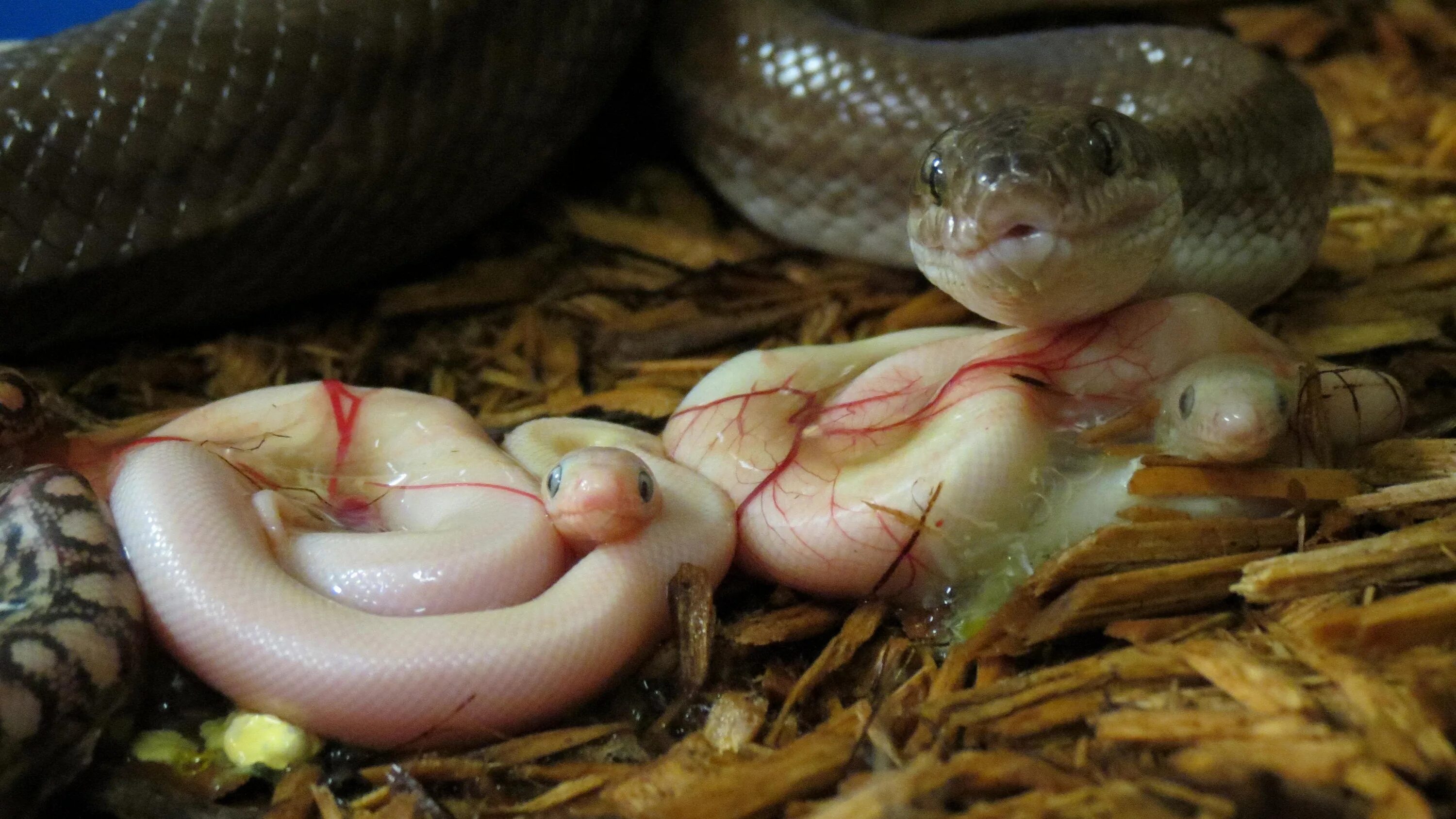 QUEST FOR BEAUTY : Photo Snake illustration, Snake art, Scientific illustration