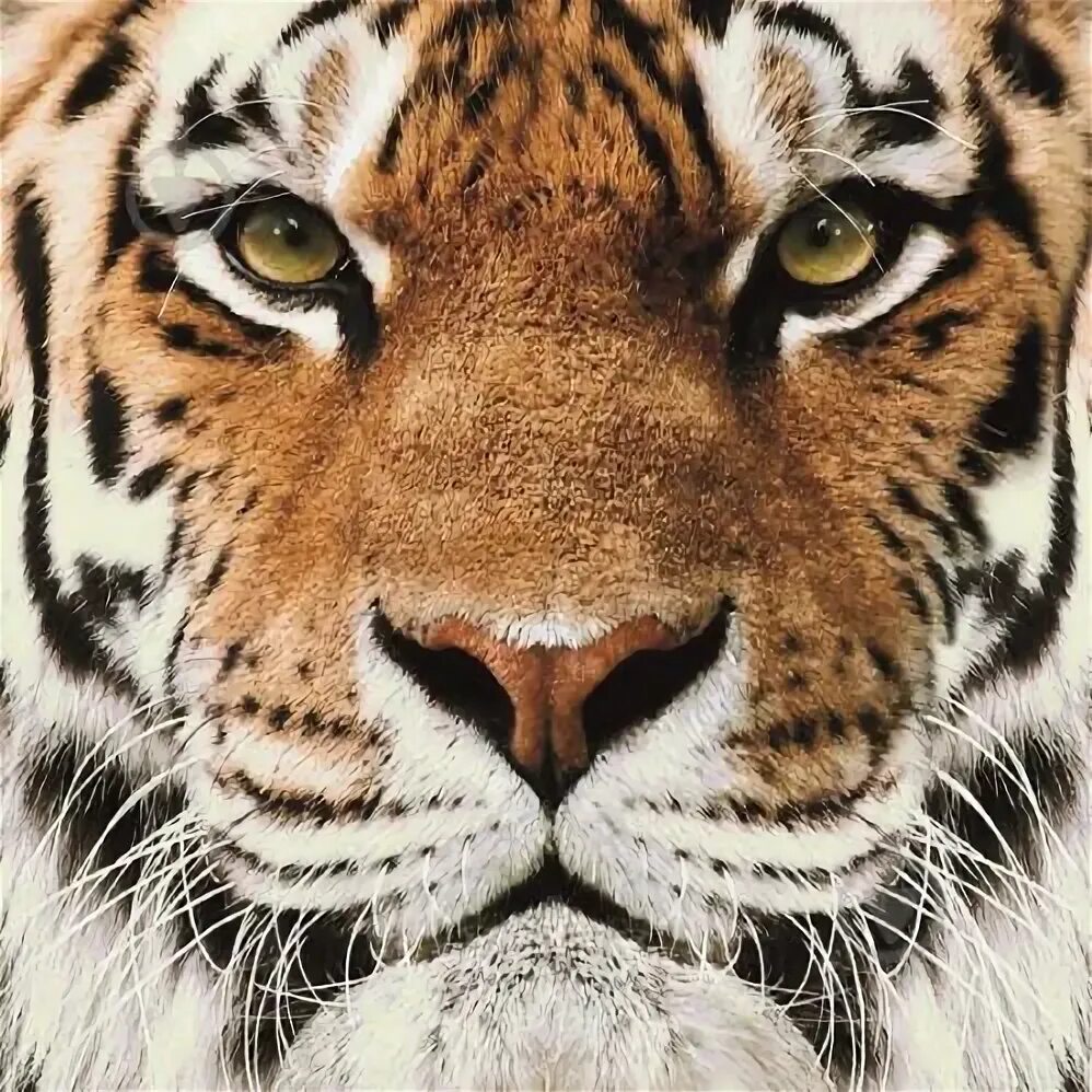 Tigers 33. Водоплавающий тигр. Тигр. Тигр декупаж. Зз тигр.