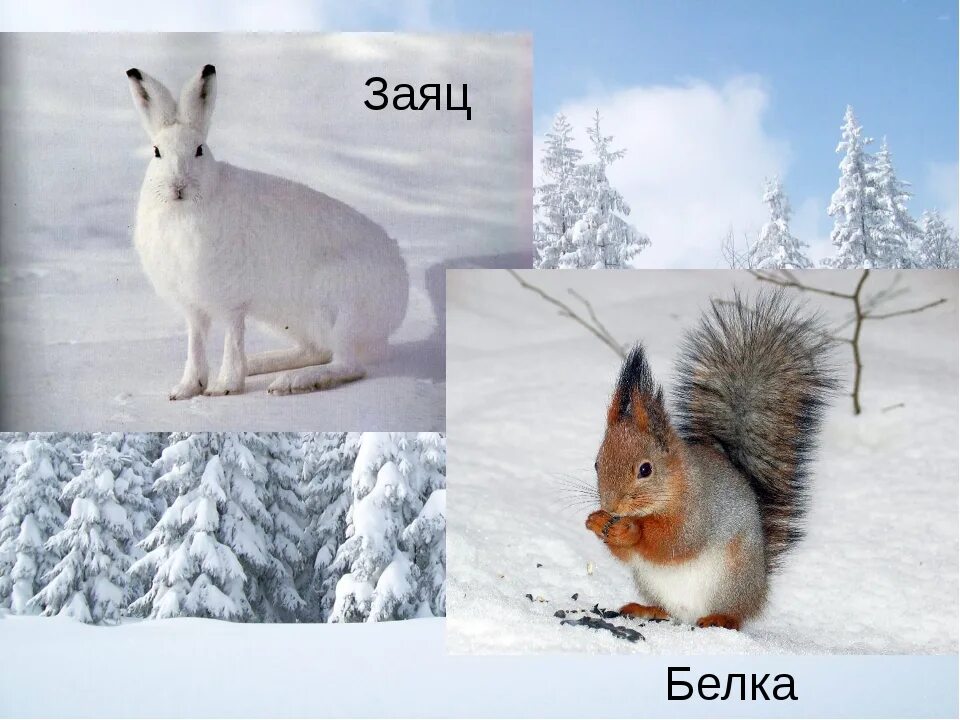 Заяц белка. Белка и заяц. Заяц и белка зимой. Белка и заяц зимой и летом. Звери зимой и летом.