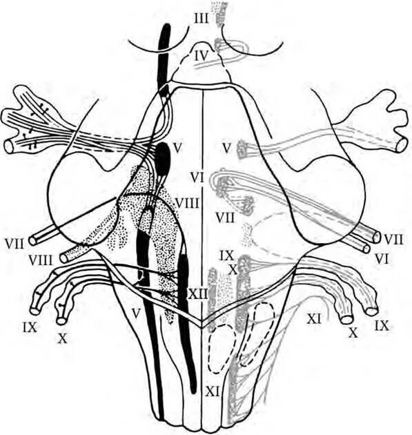 Корешки черепных нервов. Ядра ЧМН схема. Расположение ядер черепных нервов. Локализация ядер черепных нервов схема. Ядра черепных нервов в стволе.