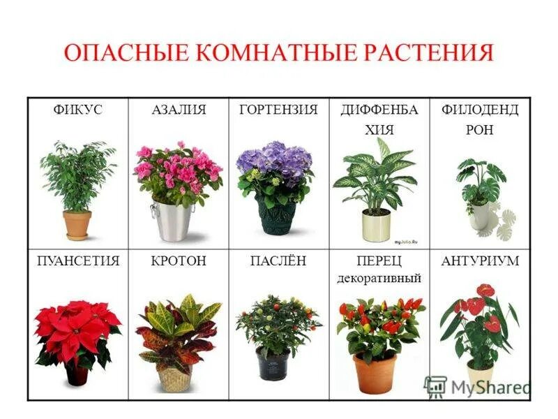 Какие растения есть на букву д. Комнатные растения названия. ядовитые комнатные цветы. ядовитые комнатные рас. комнатные растения для детей.