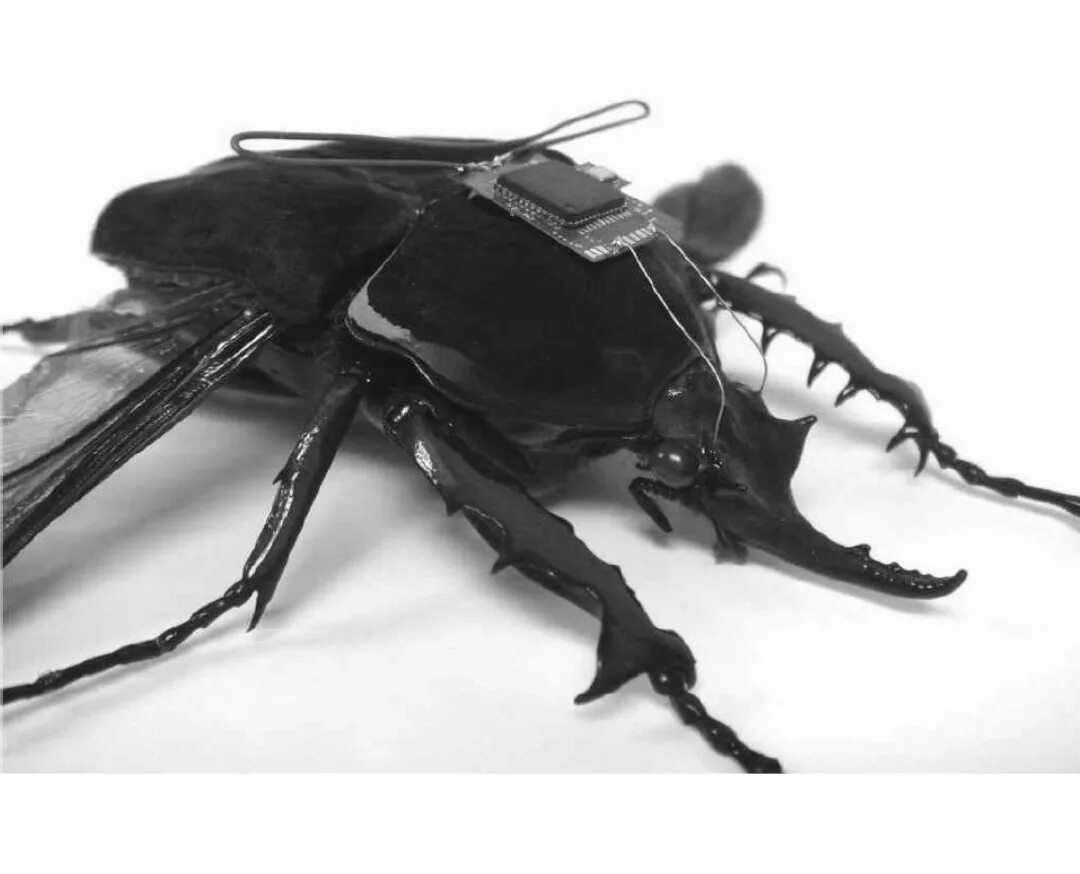Поставь жуки 3. Насекомые киборги. Жук оружие. Биологическое оружие насекомые. Насекомые как оружие.