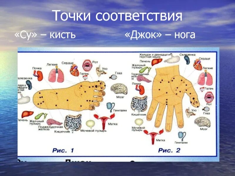 Су джок академия сайт. Су Джок кисть. Массажный шарик Су-Джок точки. Су кисть Джок стопа. Точки соответствия на руке.