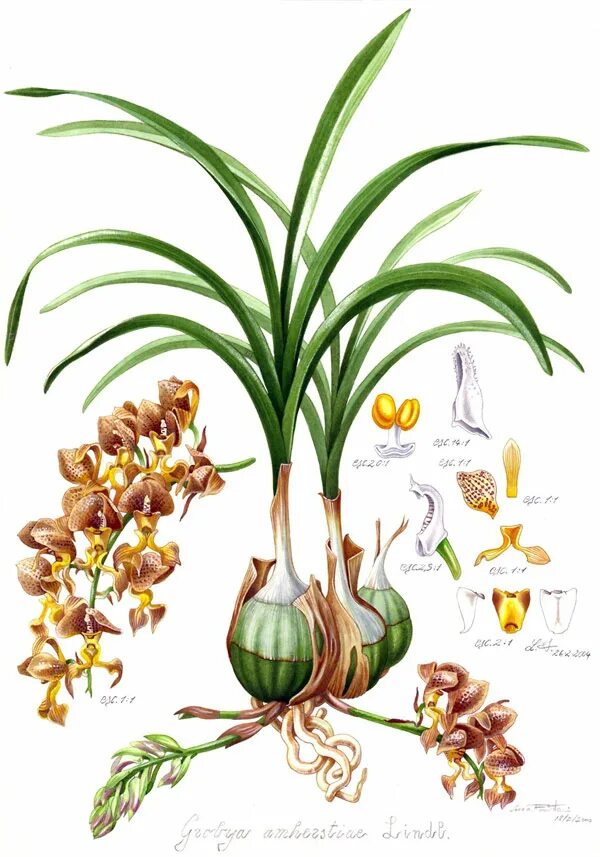 Фаленопсис с длинными листьями. Орхидея с длинными листьями и бульбами. Орхидея с узкими листьями. Орхидея с длинными узкими листьями. Re plant
