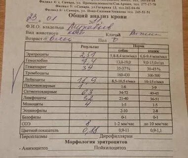 Какие анализы сдавать чтоб определить
