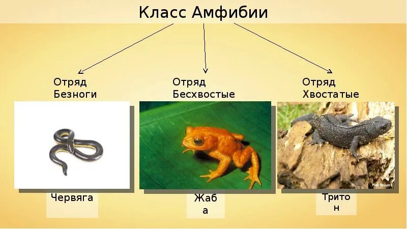 Подтипы земноводных. Класс амфибии бесхвостые хвостатые безногие. Таблица хвостатые бесхвостые безногие биология. Отряд безногие отряд хвостатые отряд бесхвостые таблица. Презентация: класс земноводные. Отряд безногие. Отряд хвостатые..