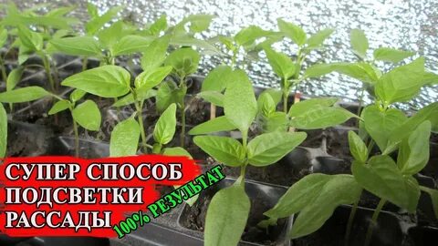 Сколько надо подсвечивать рассаду перца