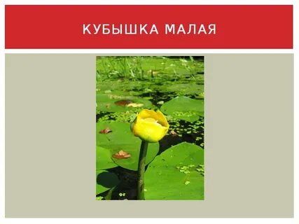 Карта кубышка