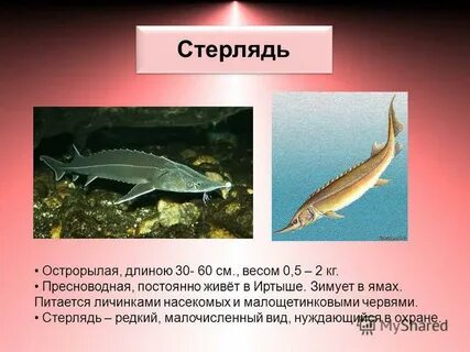 Томаты стерлядь описание