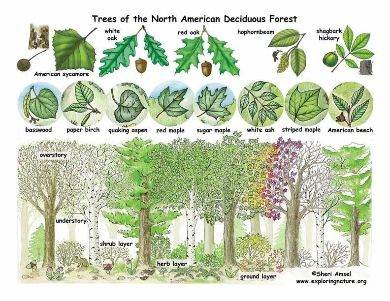 Plants kinds. Деревья и кустарники. Деревья леса названия. Растение в виде дерева. Деревья и кустарники средней полосы России.